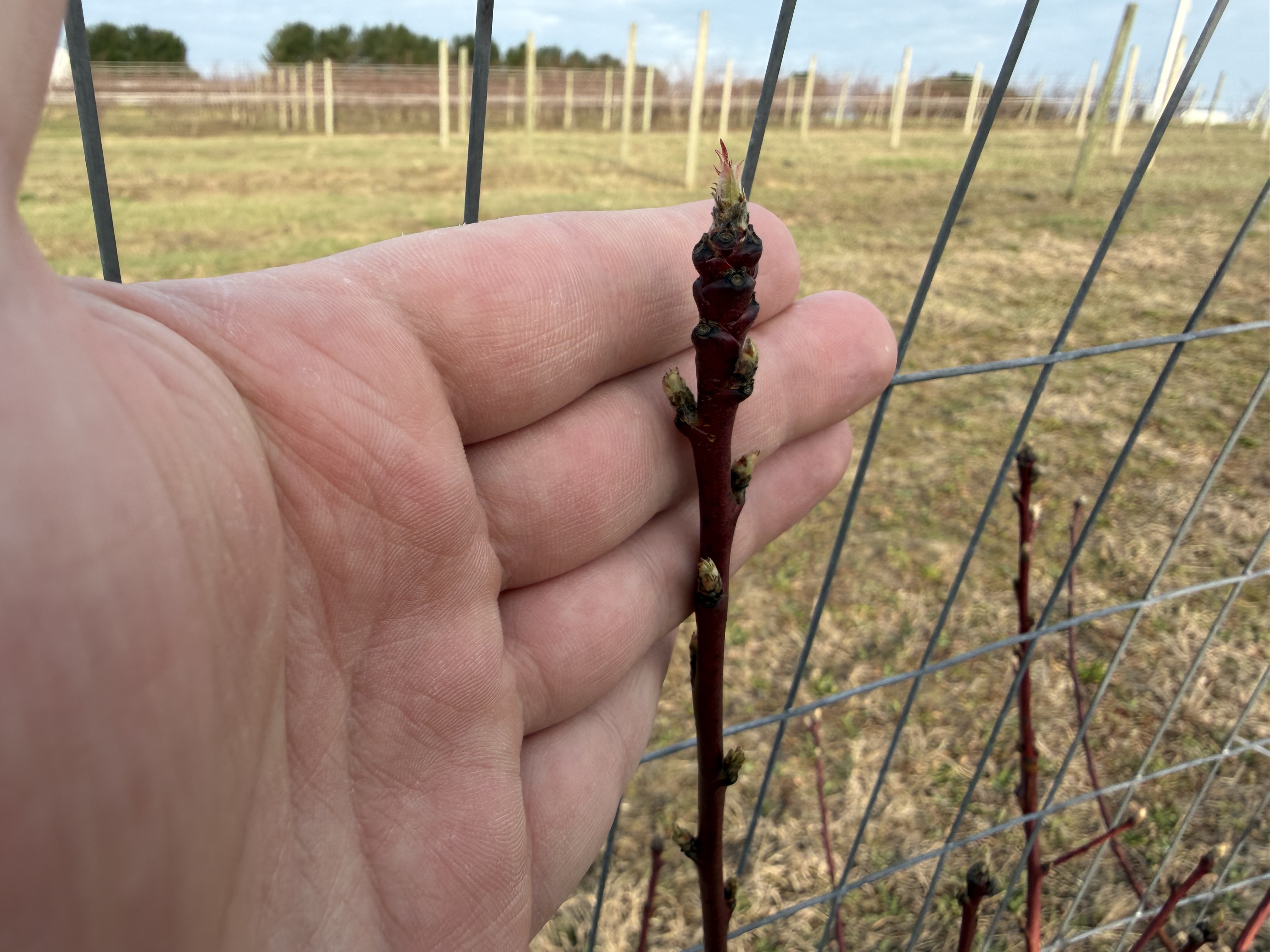 Sweet Cherry_Dan Dick.JPG